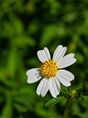 Obraz premium a close-up of a white flower with a yellow center, against a blurred green background