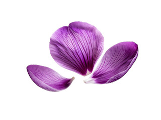 Delicate purple flower petals levitate in the air, beautiful flowers flying on a white background