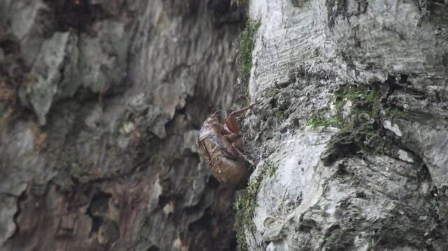 [4K] Cicada Shell Left on Tree Trunk: Remnant of Summer and Symbol of Life Cycle in Autumn Forest 【4K】夏の忘れ物：秋の木立に残されたセミの抜け殻。生命の循環と季節の移ろいを感じる自然風景素材 撮影日：20240924-1