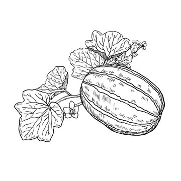 Oriental Melon Chamoe. Korean melon vintage illustration.