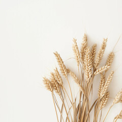 ears of wheat