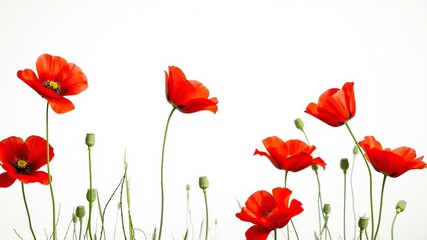 Obraz premium Red poppy flowers against a soft white background showcasing their beauty and simplicity, beautiful bloom, floral arrangement