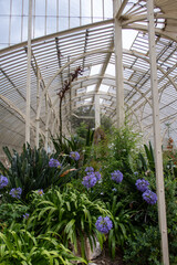 Fototapeta premium Glasshouse Oasis with Agapanthus