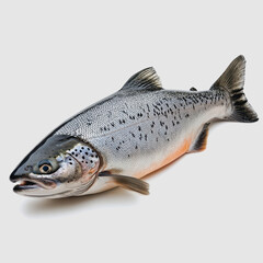 Naklejka premium Freshly Caught Salmon Fish on White Background Showcasing Natural Texture, Color Patterns, and Fins Perfect for Culinary, Health, and Marine Themes