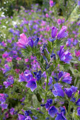 Blue Viper's Bugloss in Bloom