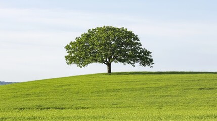 Lone tree against a clear blue sky