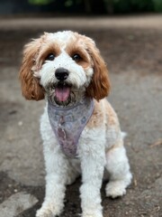 cavalier king charles spaniel mini poodle cavapoo puppy dog wearing harness