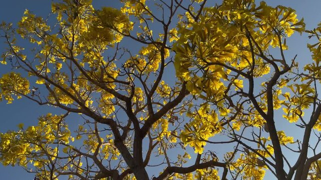 beautiful tabebuia flower blooming season