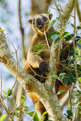 Obraz premium Lumholtz's tree-kangaroo is a rare, long-tailed marsupial found in rainforests in northeastern Australia. Like most tree-kangaroos, it lives alone in trees and feeds on plant matter.