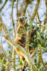 Lumholtz's tree-kangaroo is a rare, long-tailed marsupial found in rainforests in northeastern Australia. Like most tree-kangaroos, it lives alone in trees and feeds on plant matter.