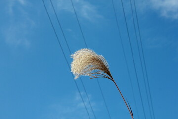 朝日に照らされたオギ（Amur silver-grass）の穂