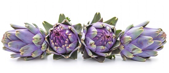 Four Purple Artichokes