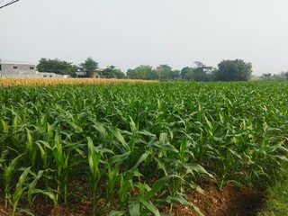 Naklejka premium corn field in the morning