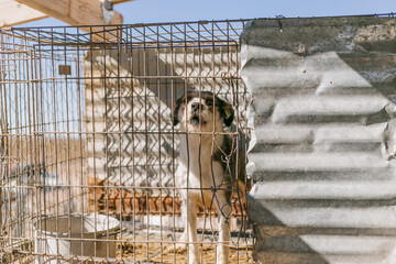 dog in kennel © Kimberly