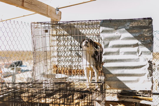 dog in hoarding house