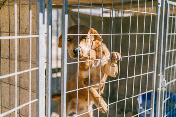 dog in cage asking for help