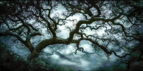Fototapeta premium A tree with many branches and leaves is shown in a dark sky