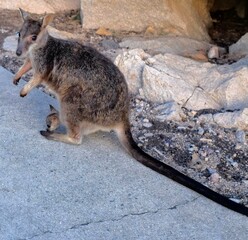 Rock Wallaby Mother with a Joey