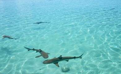 Obraz premium Reef Sharks