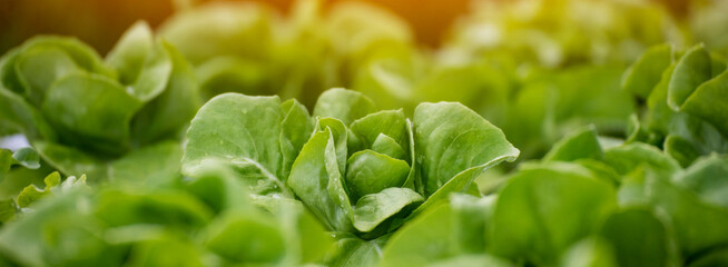 Banner fresh organic hydroponic vegetable plantation produce green salad hydroponic farm. Panorama Green oak lettuce salad in Organic Farm. Salad farm vegetable green oak lettuce with copy space