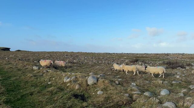 Herd of Rough Fell sheep (Ovis aries) walking on a grassy cliff in Outer Hebrides, Scotland, UK