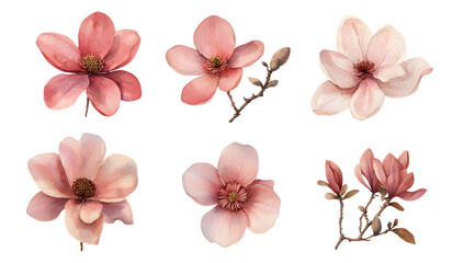 Six delicate pink magnolia blossoms, meticulously rendered in watercolor style, showcase their unique beauty against a transparent backdrop.