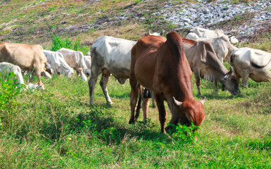 Obraz premium A herd of cows grazing on the roadside