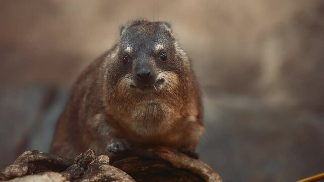 Small Rock Hyrax eating weeds on a natural background. Slow motion, close up. 