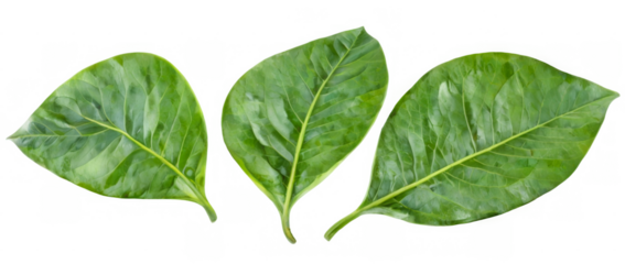 Three green leaves different sizes shapes are arranged Set of fresh