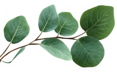 Close-up branch plant six green leaves are Olive cut out