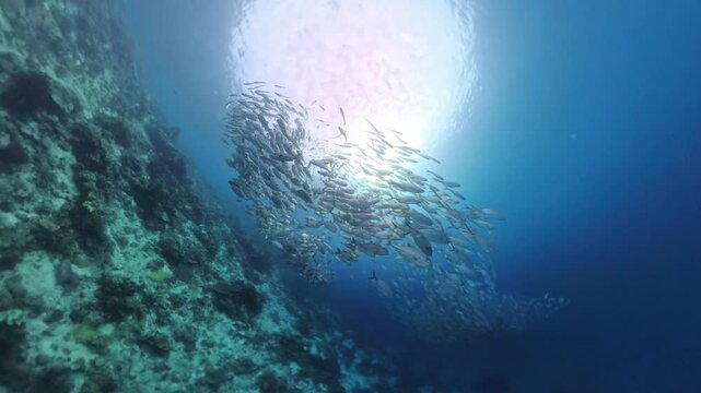 School of jackfish in a beautiful reef