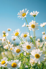 Fototapeta premium White daisies bloom under the sun, their white petals and green leaves against a clear sky.