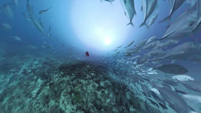 School of jackfish surroundering a diver