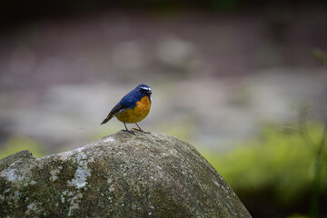 A male Snowy-browed Flycatcher bird is looking for food for her chicks enjoying the cool morning atmosphere in the mountains.