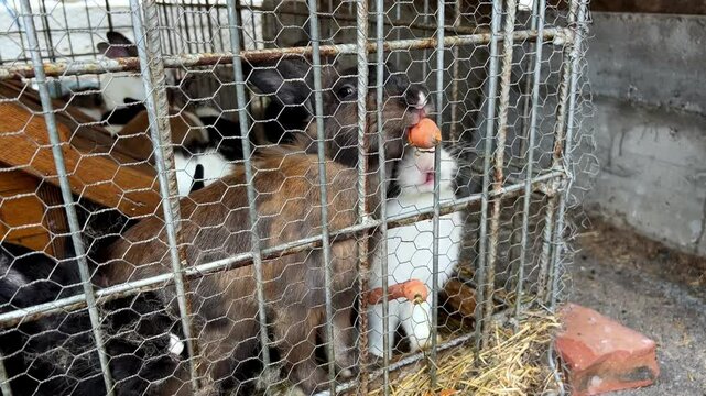 A variety of animals, including birds with beaks, are contained within a wire mesh cage surrounded by a fence. The cage is made of sturdy building materials and pet supplies are scattered throughout