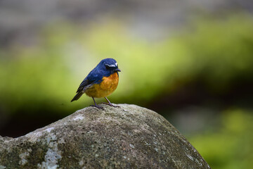 A male Snowy-browed Flycatcher bird is looking for food for her chicks enjoying the cool morning atmosphere in the mountains.