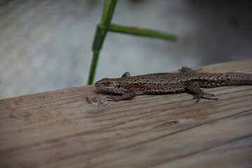 Lizard on a wooden board in summer