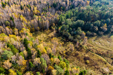 Aerial view of a field in the middle of a bright autumn forest