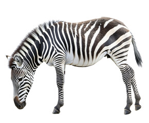 Fototapeta premium Zebra on white background