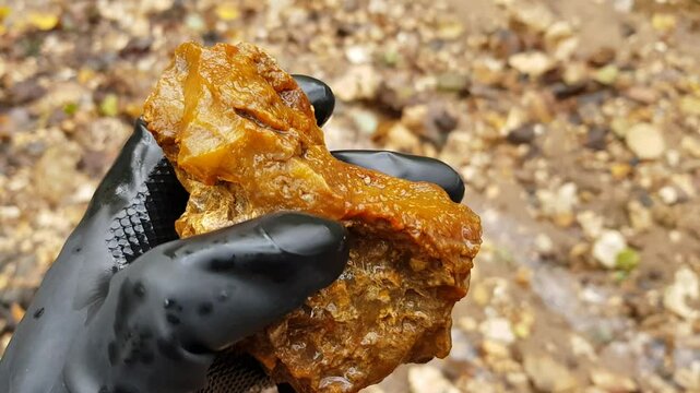 Inspection of wet brown chalcedony with kidney-shaped crust, mineral search. Russia

