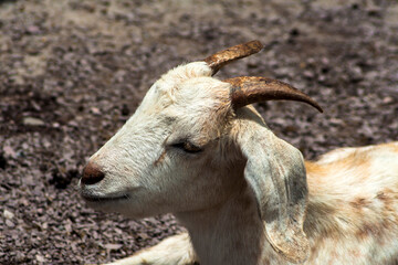 Fototapeta premium Baby Goat on confinement in Brazil. Portrait of a goat on a farm
