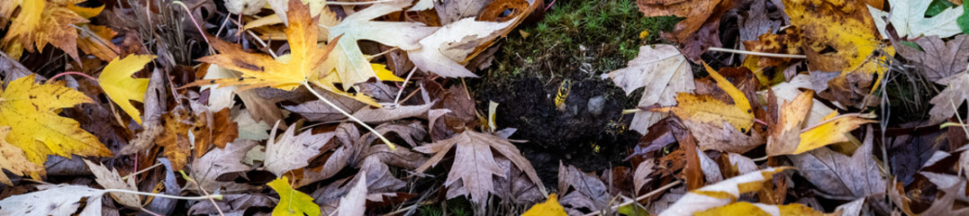 Fototapeta premium Garden ground covered with yellow and brown leaves surrounding an underground yellow jacket nest, danger in the yard 