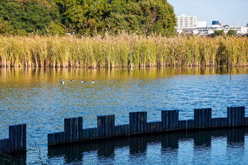 Fototapete bei efototapeten.de bestellen   