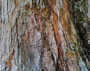 Wood texture of tree bark for background 