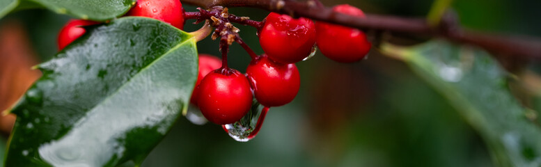 Rain drop dripping from red berry on a holly bush, celebrate the Christmas holidays, closeup in...