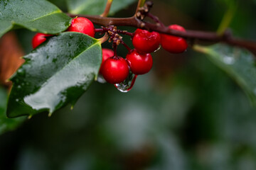 Rain drop dripping from red berry on a holly bush, celebrate the Christmas holidays, closeup in...