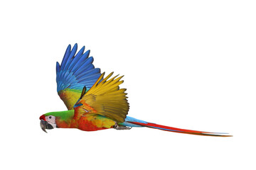 Colorful flying Shamlet Macaw parrot isolated on on transparent background png file © Passakorn