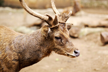 Portrait of Javan Deer at Zoo Against Nature Background