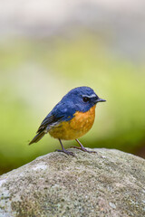 A male Snowy-browed Flycatcher bird is looking for food for her chicks enjoying the cool morning atmosphere in the mountains.