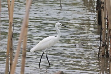 Little egret (Egretta garzetta) searching for food mangrove forest